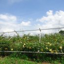 (주)지산농원 이미지