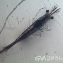 보리수산 이미지