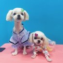 슈블리펫살롱 이미지