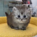 베베멍 강아지고양이분양 시흥본점 | 먼치킨분양에는 베베멍 강아지분양 고양이분양 시흥본점 추천합니다