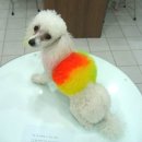 내사랑똥강아지 이미지