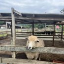 삼대막국수 이미지