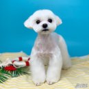 청담동물병원애견미용실 이미지