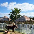 이상목장 | 제주 동쪽 동물 먹이주기 레저체험까지 가능한 목장카페 드르쿰다