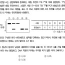 성염색체에 하디를 적용해서 푸는 방법 이미지