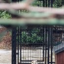 백목련 | 귀거래사(歸去來辭)ᆞ375 : 서천군 판교면 현암리 백목련