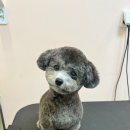 리틀애견 이미지