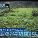 파주유황삼채 이미지