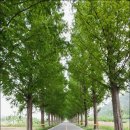 담양용대리석교 이미지