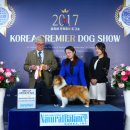 골든베릴셀티 이미지