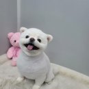 도토리펫샵 이미지