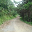 황령산 편백단지 Daum카페
