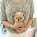 홀리퍼피