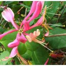 인동초민박 이미지