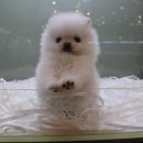 펫 갤러리아 이미지