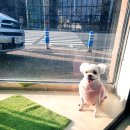 강남애니펫샵 이미지