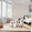 중랑차동물병원 | 주말 아침 내 방에 놓인 중랑구 골든두들분양 전단지가 내 인생을 바꿨다