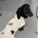 행복한멍냥이