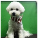 비오비 펫살롱 이미지