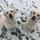 위드유애견 이미지