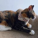 고로고로펫 이미지