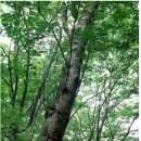 나무흙구들 이미지