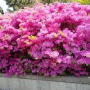 십일남매 이미지