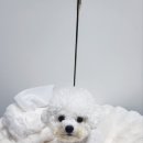 몽글몽글 펫 이미지