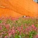 식물도감 이미지