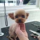 바비애견미용 이미지