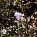 위드미진주초전점 | 2026. 03월 보름일기(2)