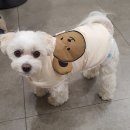 야탑서울동물병원 이미지