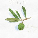 쉽게 배우는 꽃 그리기 | 100가지 소재로 배우는 그림 그리기 시작!-1.식물 잎