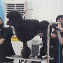 (단기)펫푸드(자격증) 이미지