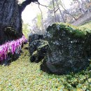 보석사   은행나무 이미지