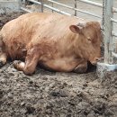 늘찬목장 이미지