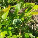 두영농장 이미지