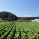 효석문학100리길 제4구간 이미지