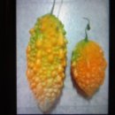 여주-0135 이미지