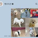 펫다이어리 | 반려동물 스티커 주문제작 펫모티콘 이용후기