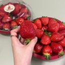 다디단 | 다디단딸기 ㅣ딸기맛집 고흥딸기 스마트팜딸기 [내돈내산]