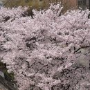 봄요가 - 고양시 일산동구 무궁화로 8-38 | 봄요가