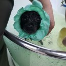 몽그루밍 이미지