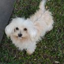 베스트애견 이미지