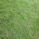 푸른잔디 이미지