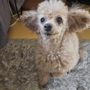 수덴탈 | 코코가 먹는 플라그오프 덴탈 껌 찐 후기~🐶