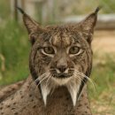 LYNX