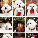 구미산동 애견미용 눈부시개 이미지