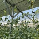 몽송농장2 이미지