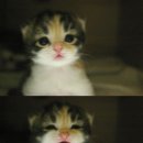 야옹야옹 이미지